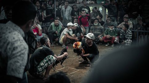 Cuchillas, sangre y billetes en la arena: el negocio y rito de las peleas de gallos en Bali