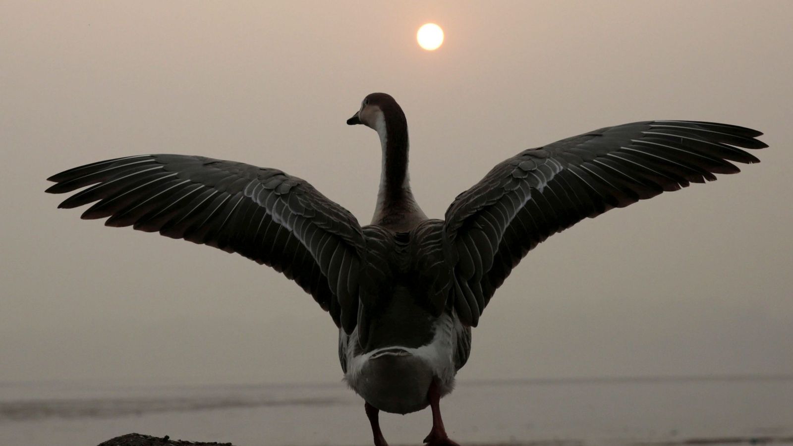 Foto: Un cisne abre sus alas al sol. (EFE)