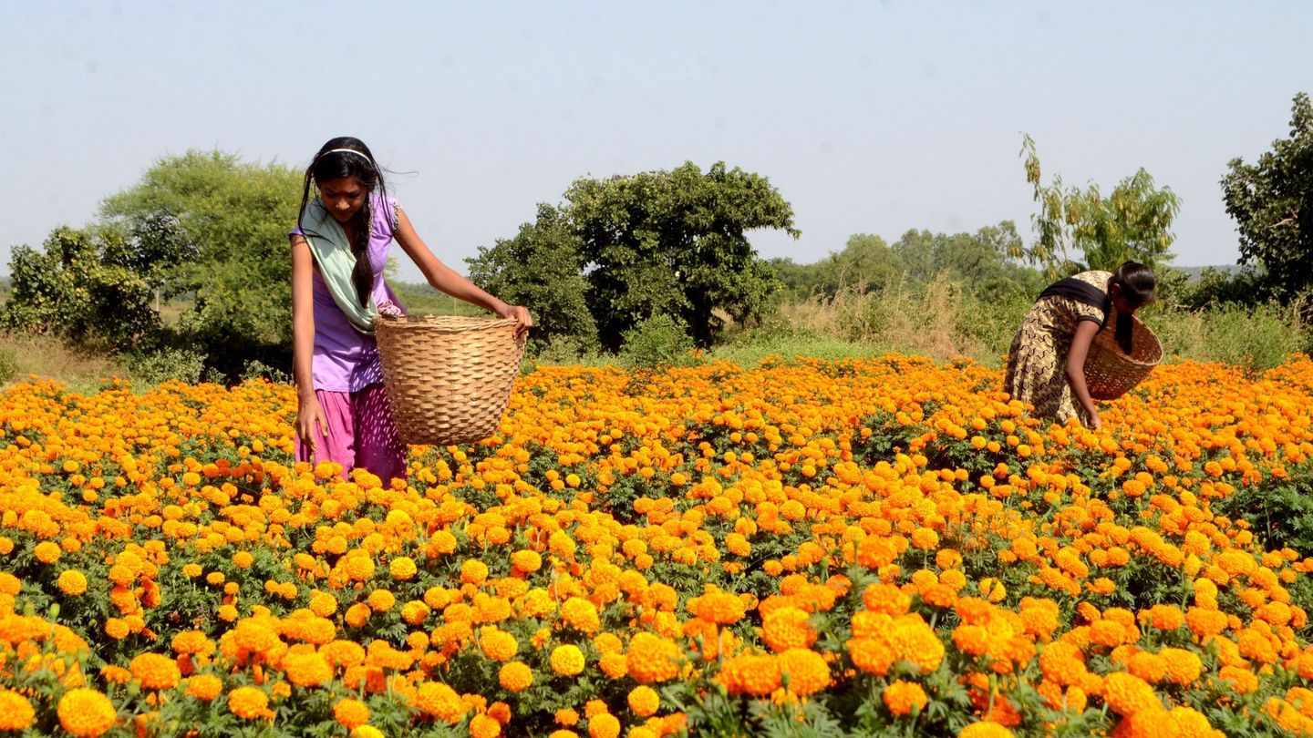 Recolección de flores de caléndula en un campo con motivo del Diwali, la Navidad hindú, a las afueras de Bhopal, India.  (EFE)
