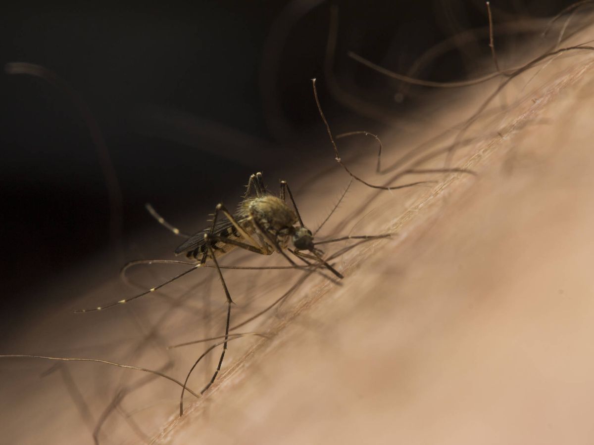 Foto: La picadura del mosquito 'Aedes japonicus' puede contagiar el virus del Nilo Occidental. (iStock)