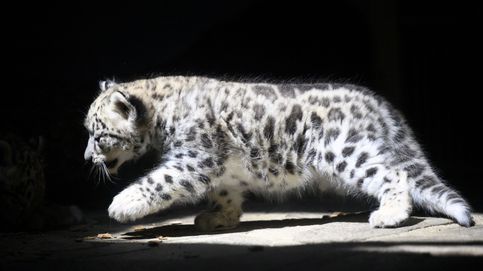 Crías de leopardo de las nieves y ola de calor en Turquía: el día en fotos