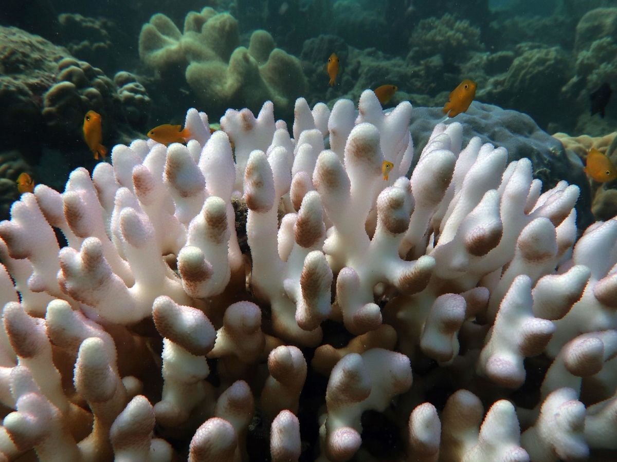 Foto: La gran barrera de coral sufre el peor blanqueo masivo de los últimos años. Foto: EFE UNIVERSIDAD JAMES COOK Kristen Brown 