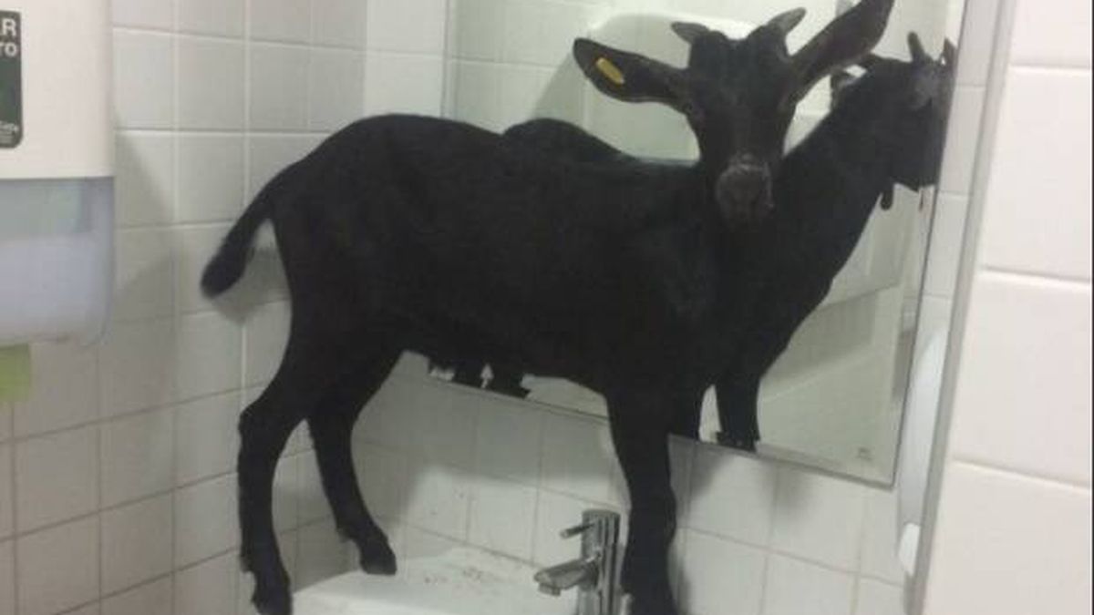 Una pequeña cabra se cuela en un hospital de Valencia por la puerta de Urgencias