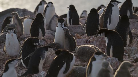 Un estudio alerta de alta concentración de mercurio en pingüinos antárticos