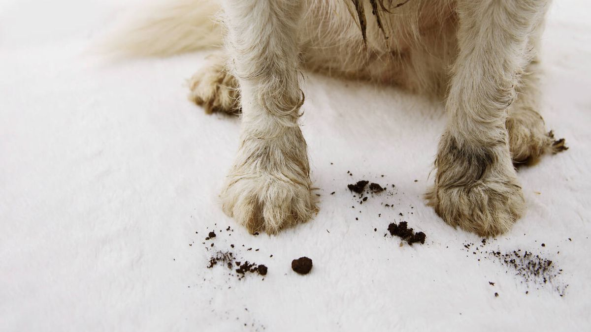 El truco viral de TikTok para limpiar las patas a tu perro cuando vuelve a casa tras el paseo 