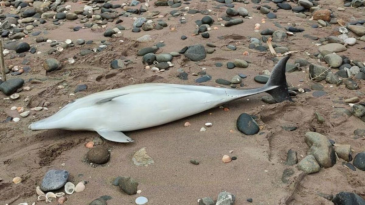 ¿Por qué llegan delfines muertos a las costas de Málaga? "Estamos en alerta. No es normal"