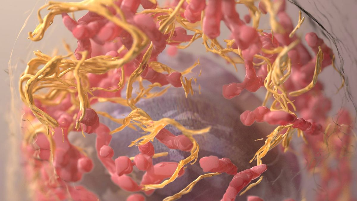 El método que detecta microbios intestinales asociados al cáncer 
