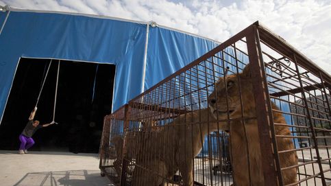 Carmena prohíbe la instalación de circos con animales en la ciudad