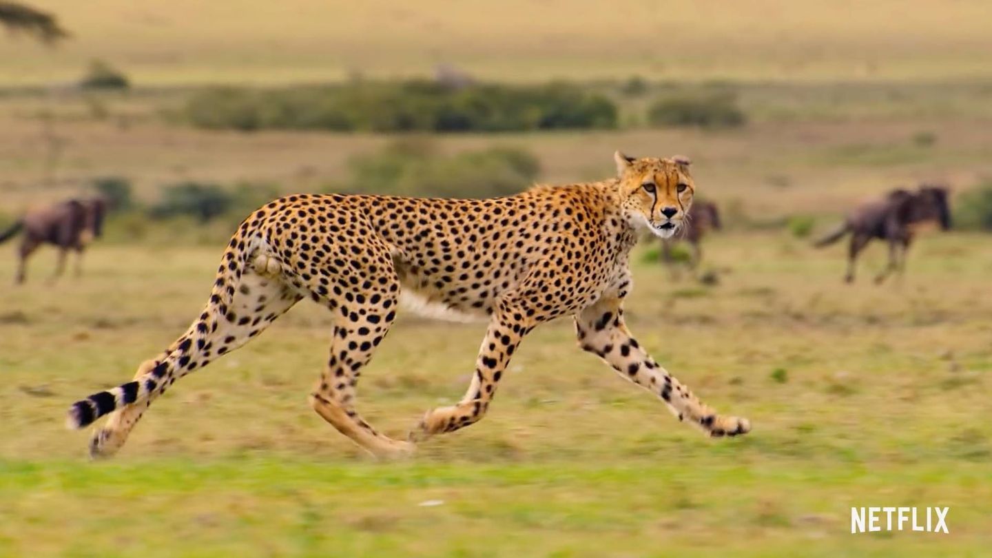 Imagen de un guepardo. (Netflix)
