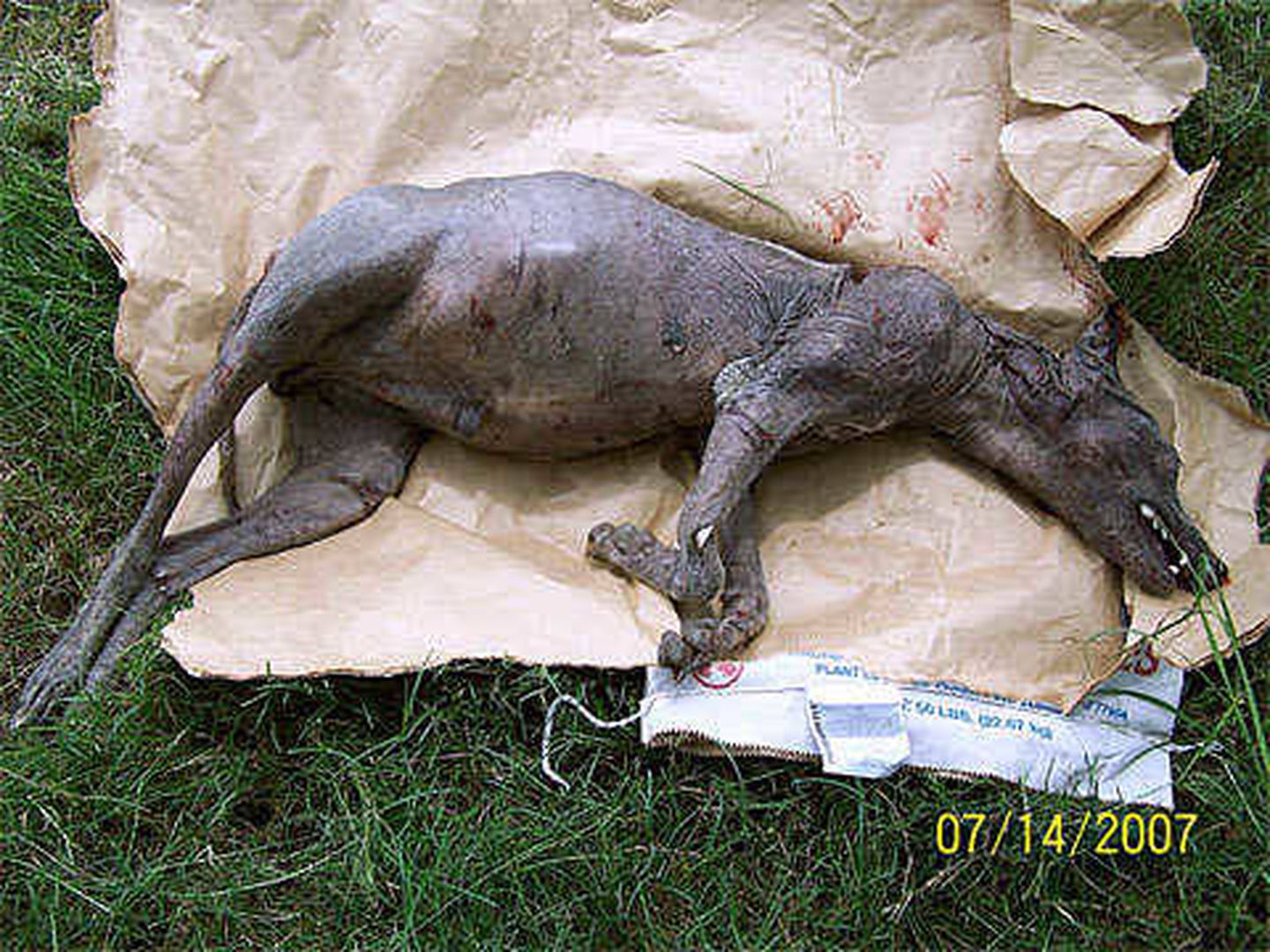 Un supuesto 'chupacabras' hallado en el condado de DeWitt (Texas) que acabó siendo un coyote con sarna (TAMU)