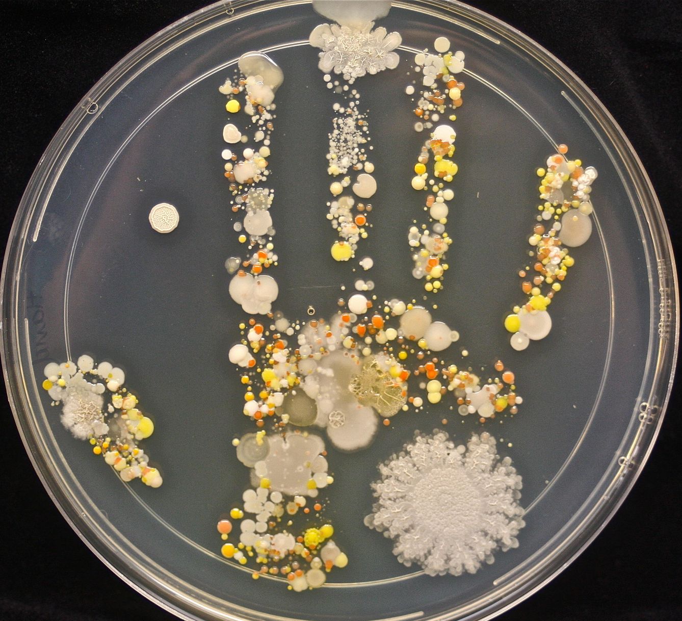 Foto: Estas son las bacterias que transporta una mano sucia. (Tasha Sturm/Microbe World/CC)