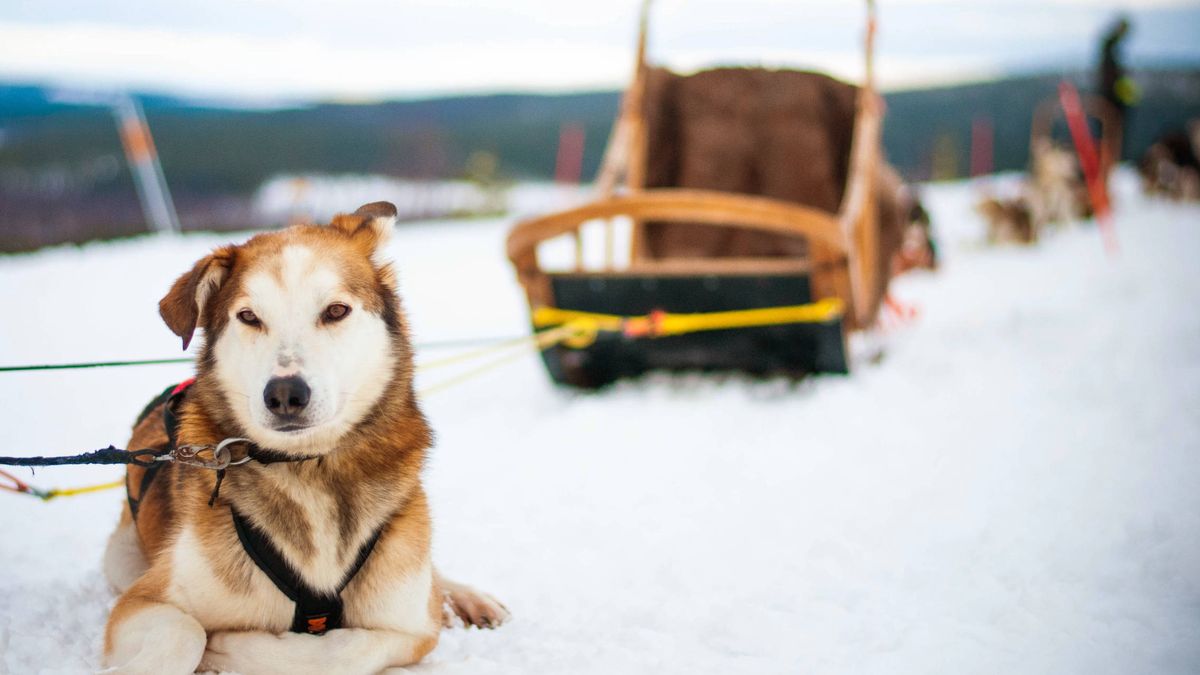 Huskies y auroras boreales en casa de Papá Noel: una escapada al círculo polar