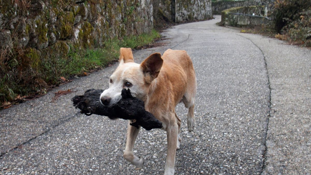 La perrita de los incendios de Galicia era un macho que enterraba animales quemados
