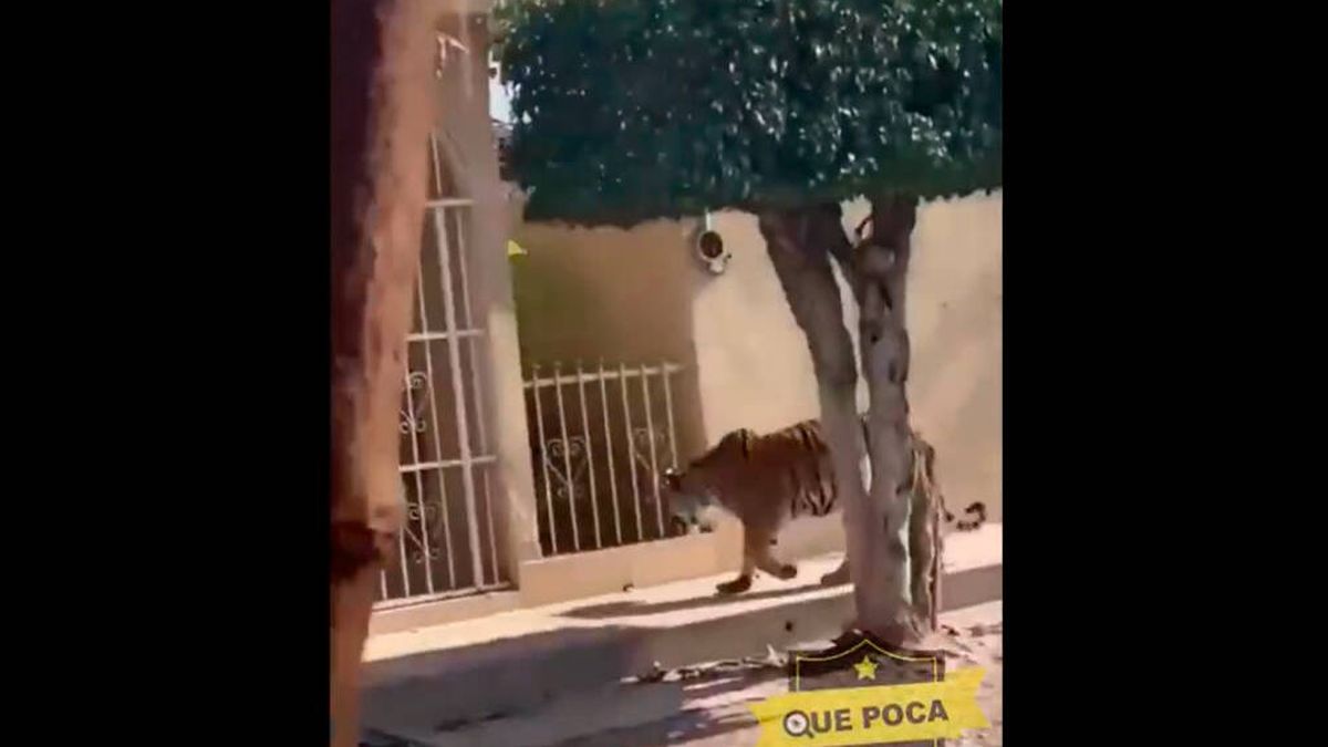 Un tigre aterroriza a una población en México