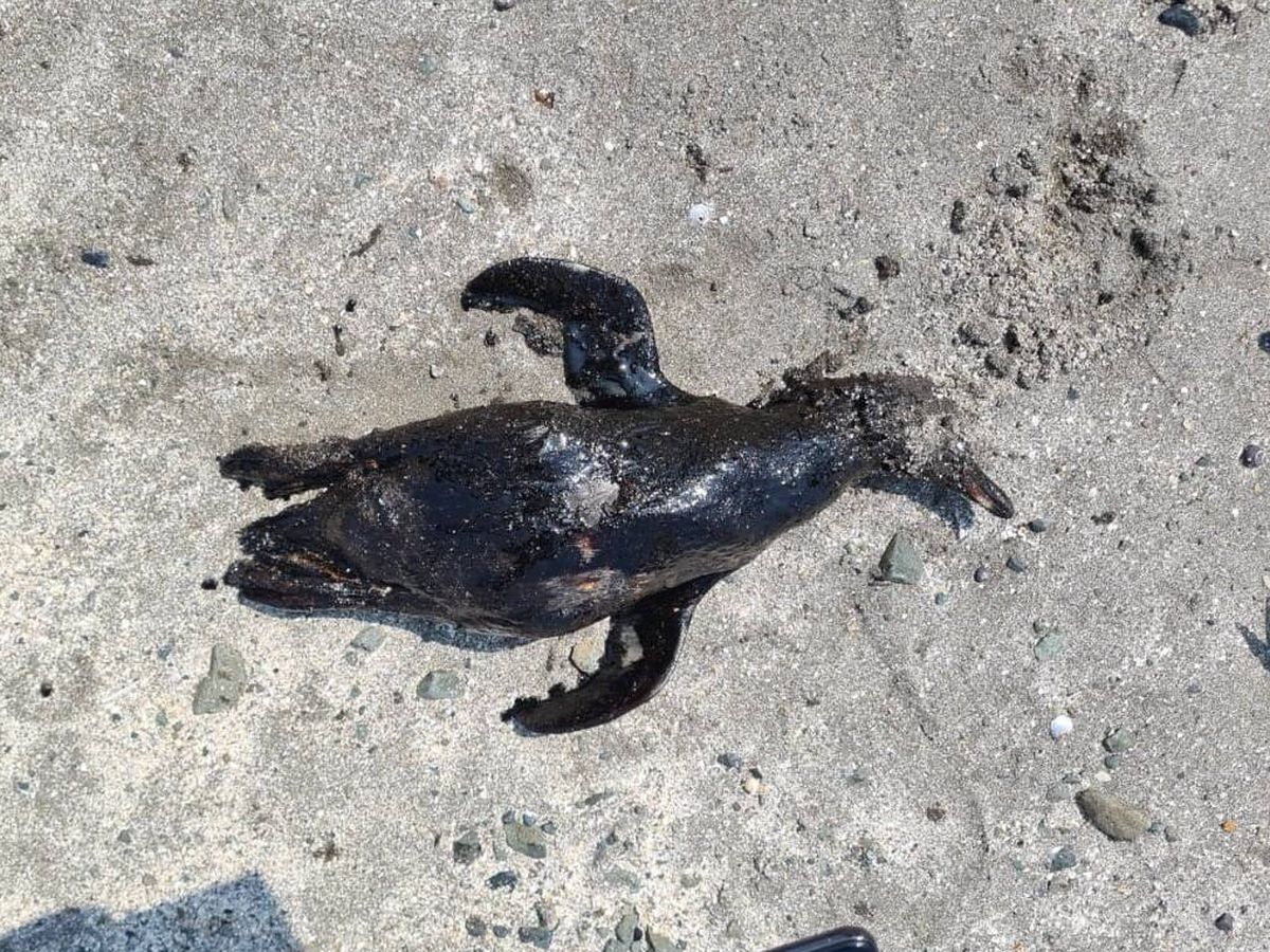 Foto: Un pingüino Humboldt muerto a causa del derrame de petróleo. (SERNANP)