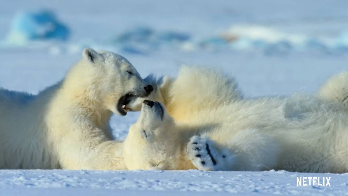 Osos polares, en 'Nuestro Planeta'. (Netflix)