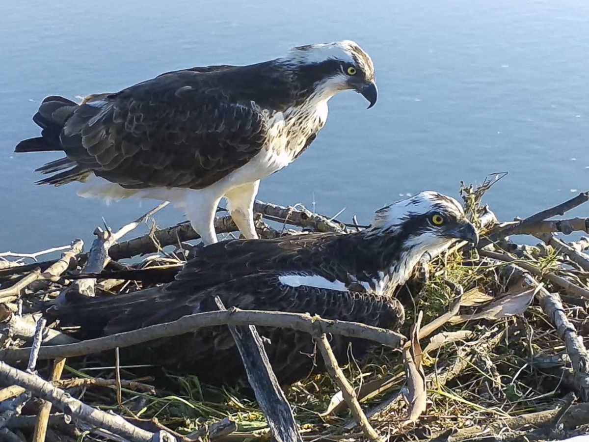 Foto: El águila pescadora vuelve a criar en la bahía de Santander. (EFE/Proyecto de recuperación Bahía de Santander)