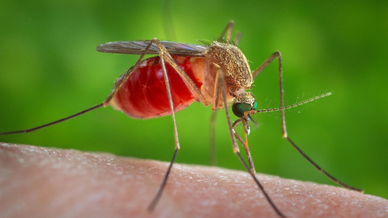 Foto: La enfermedad se transmite por picadura de mosquito. (Reuters)