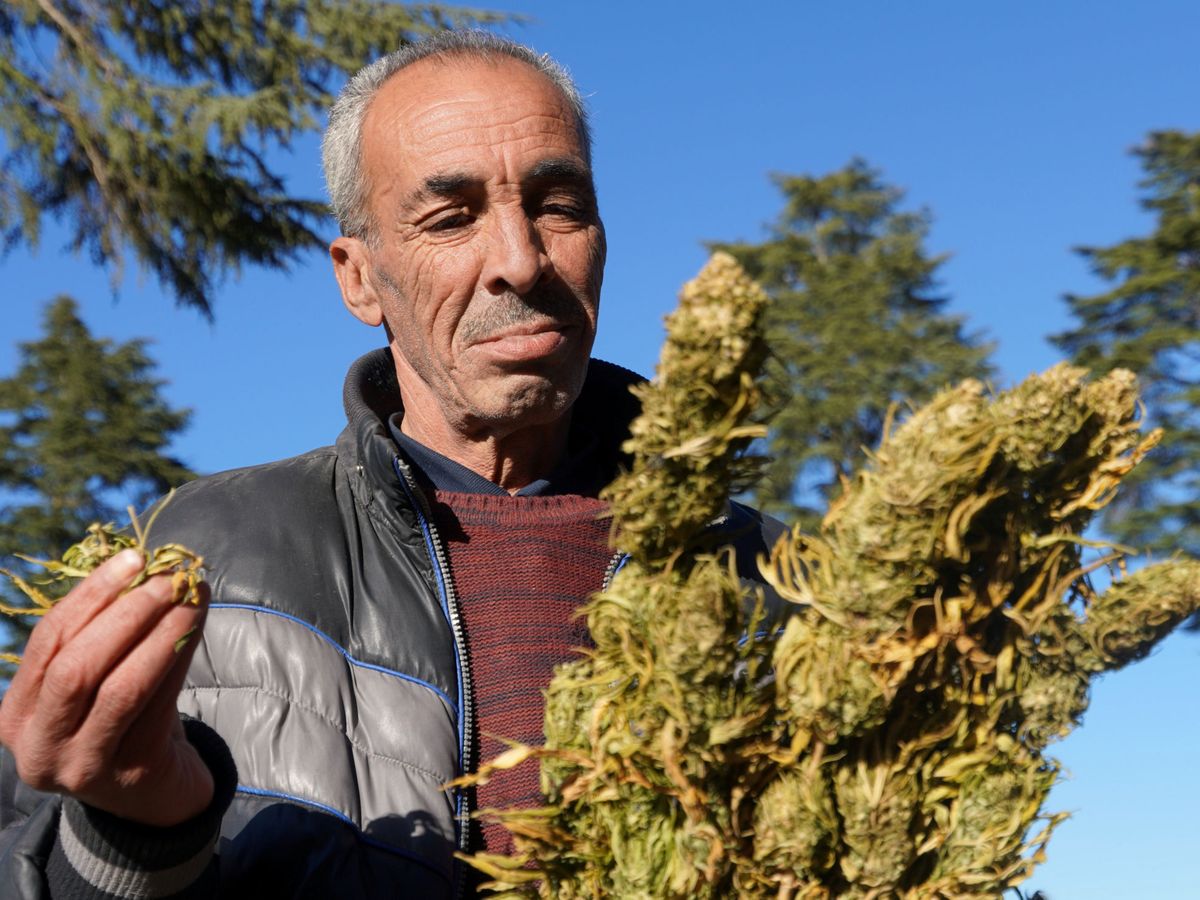 Foto: Un agricultor transporta cannabis seco en Ketama, en las montañas del norte del Rif. (Reuters/Stringer)