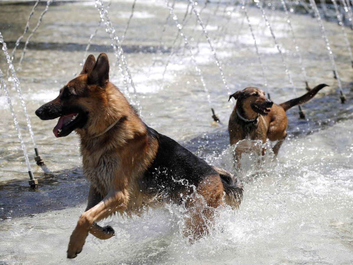 Foto: Dos perros juegan en una fuente (EFE)