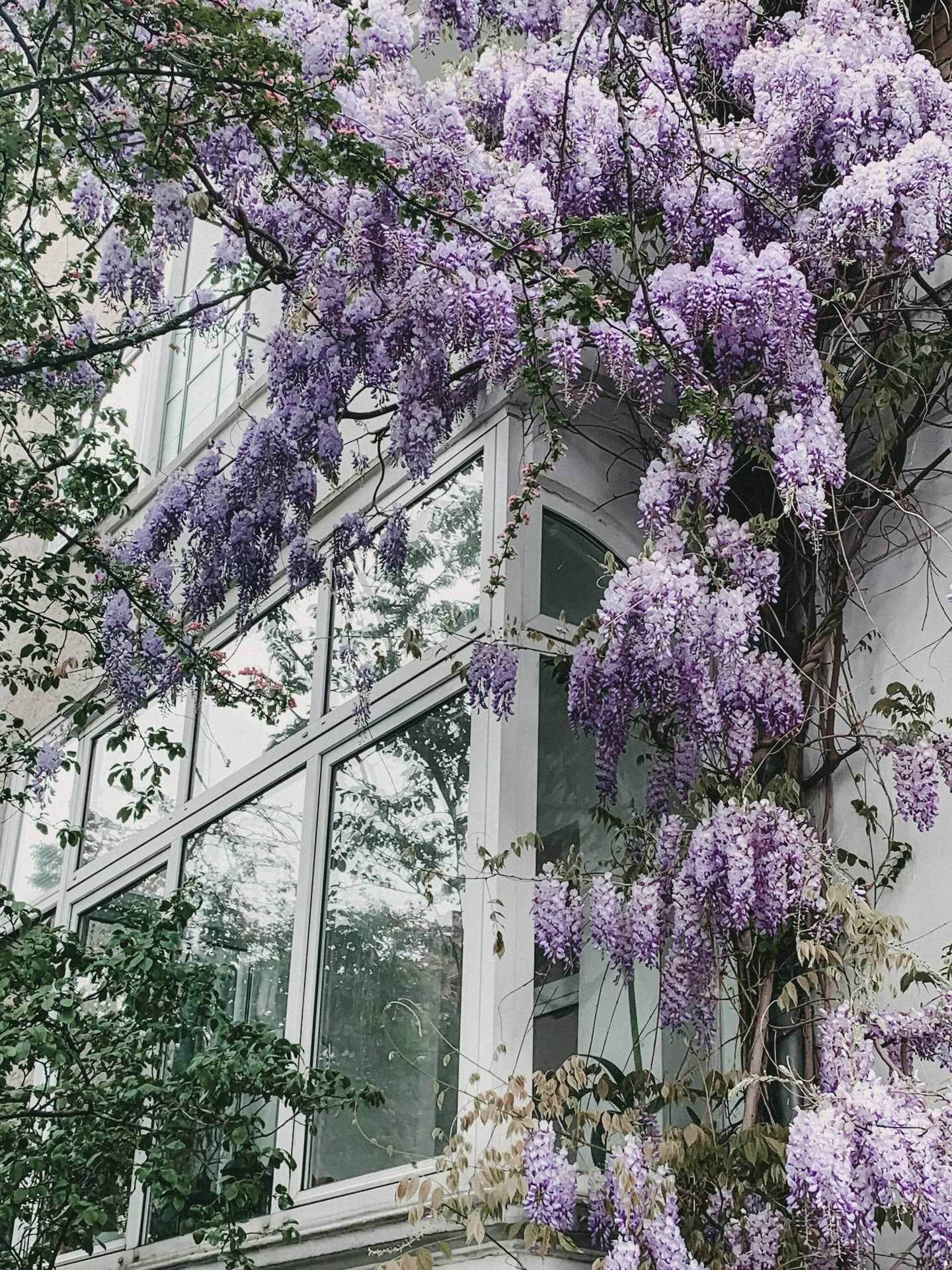 El olor de las lilas es muy representativo de la primavera. (Unsplash/Alyssa Strohmann)
