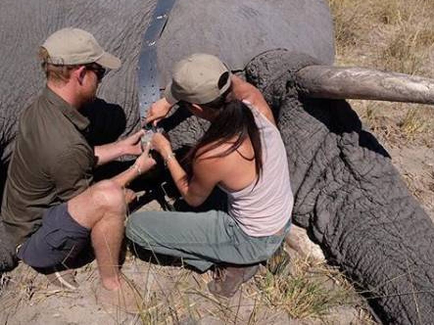 Harry y Meghan colocan un collar satélite a un elefante. (IG)