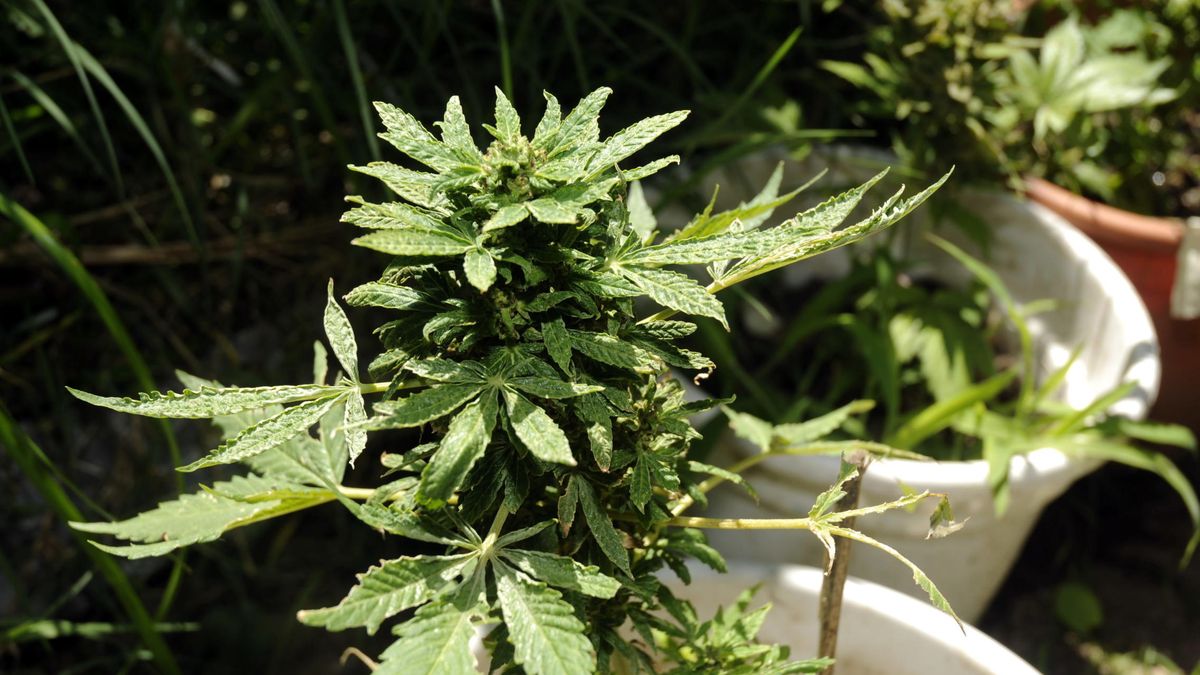 Una fuga de agua en una vivienda saca a la luz un cultivo de más de 60 plantas de marihuana