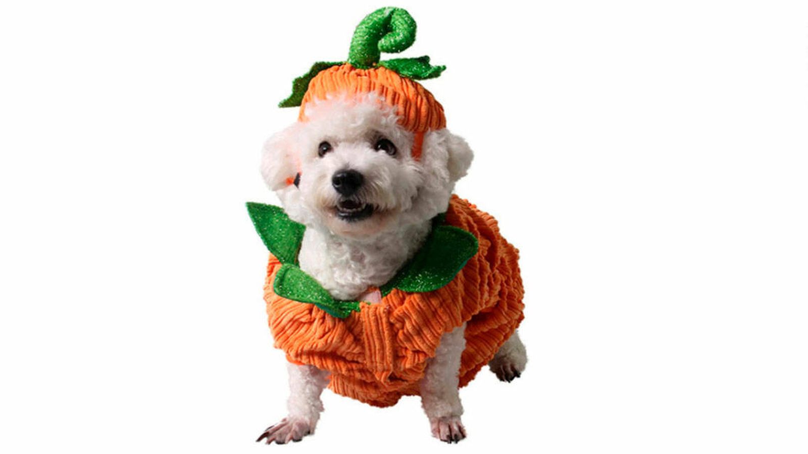 Los mejores disfraces de Halloween para tu mascota