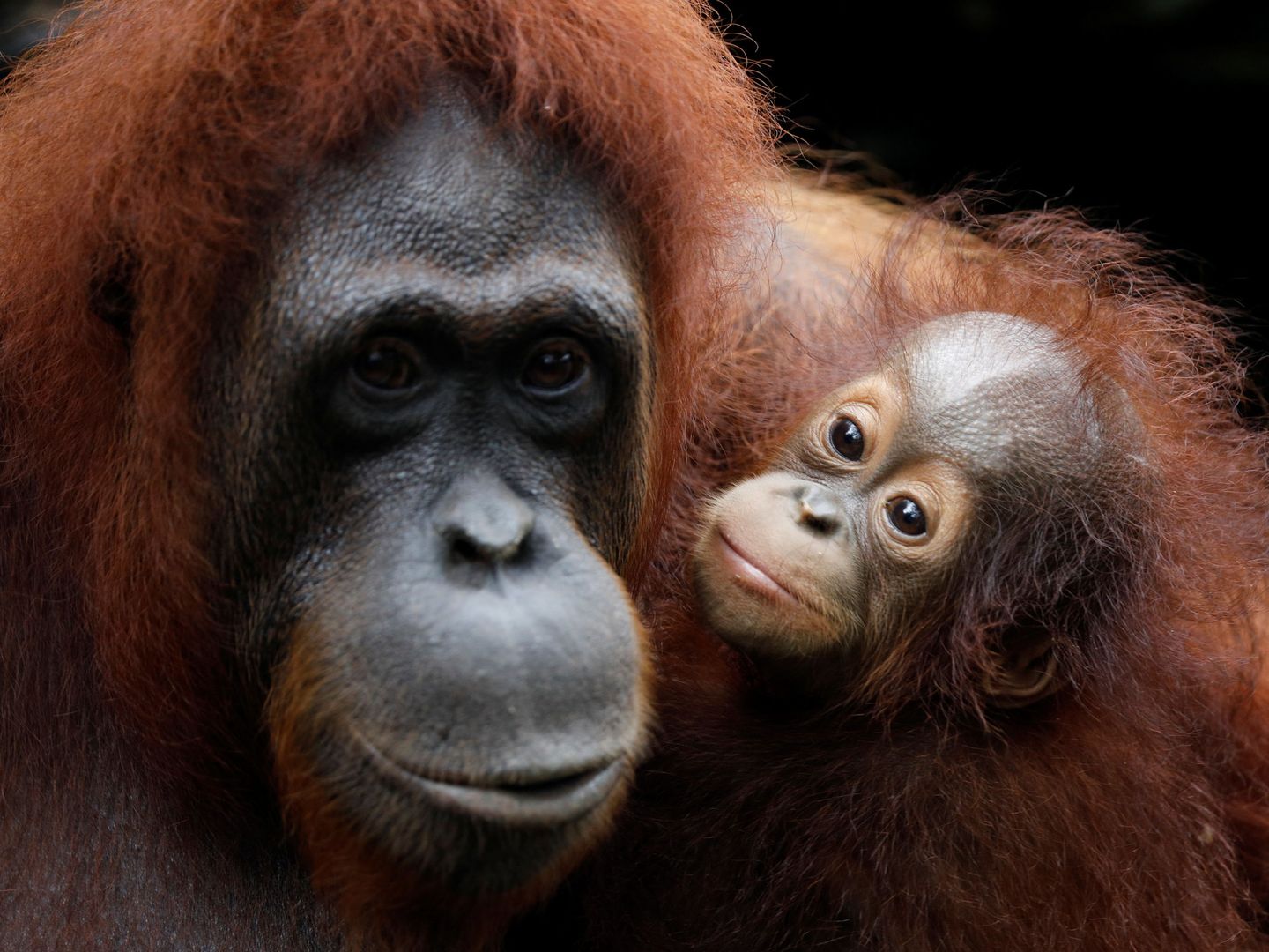 Khansa, uno de los bebé orangutan del zoo de Singapur, con su madre Anita (Reuters)