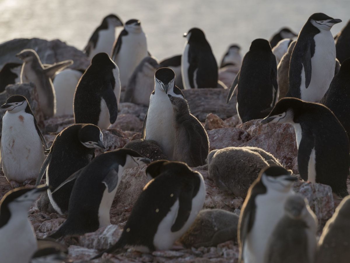 Foto: Población de pingüinos barbijo en antártida. (EFE /Christian Aslund)