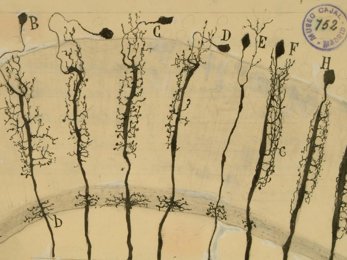 La investigación suscribe las teorías sobre circuitos funcionales de Ramón y Cajal, pionero de la neurociencia (Museo Ramón y Cajal)