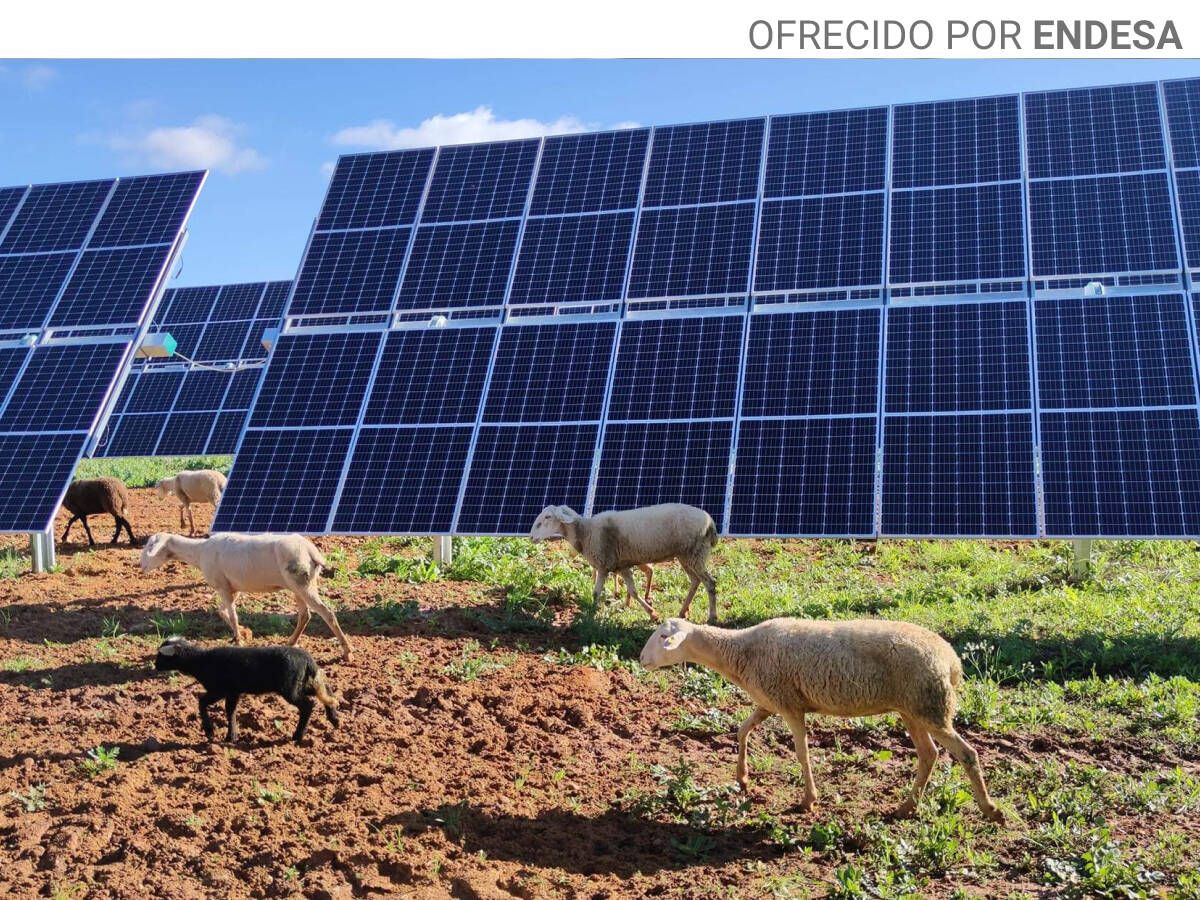 Foto: Placas fotovoltaicas de la planta de Las Corchas, en la localidad sevillana de Carmona. (Foto cedida)