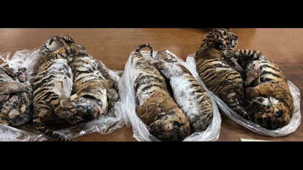 Encuentran siete tigres muertos en el interior de un coche en Vietnam