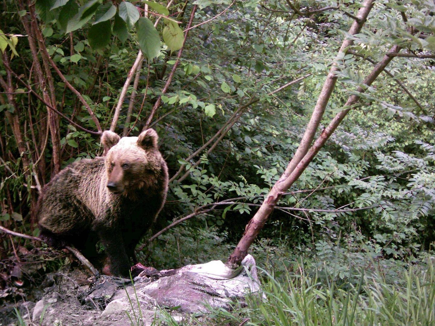 Un oso pardo, fotografiado gracias a una cámara trampeo (EFE/Fapas)