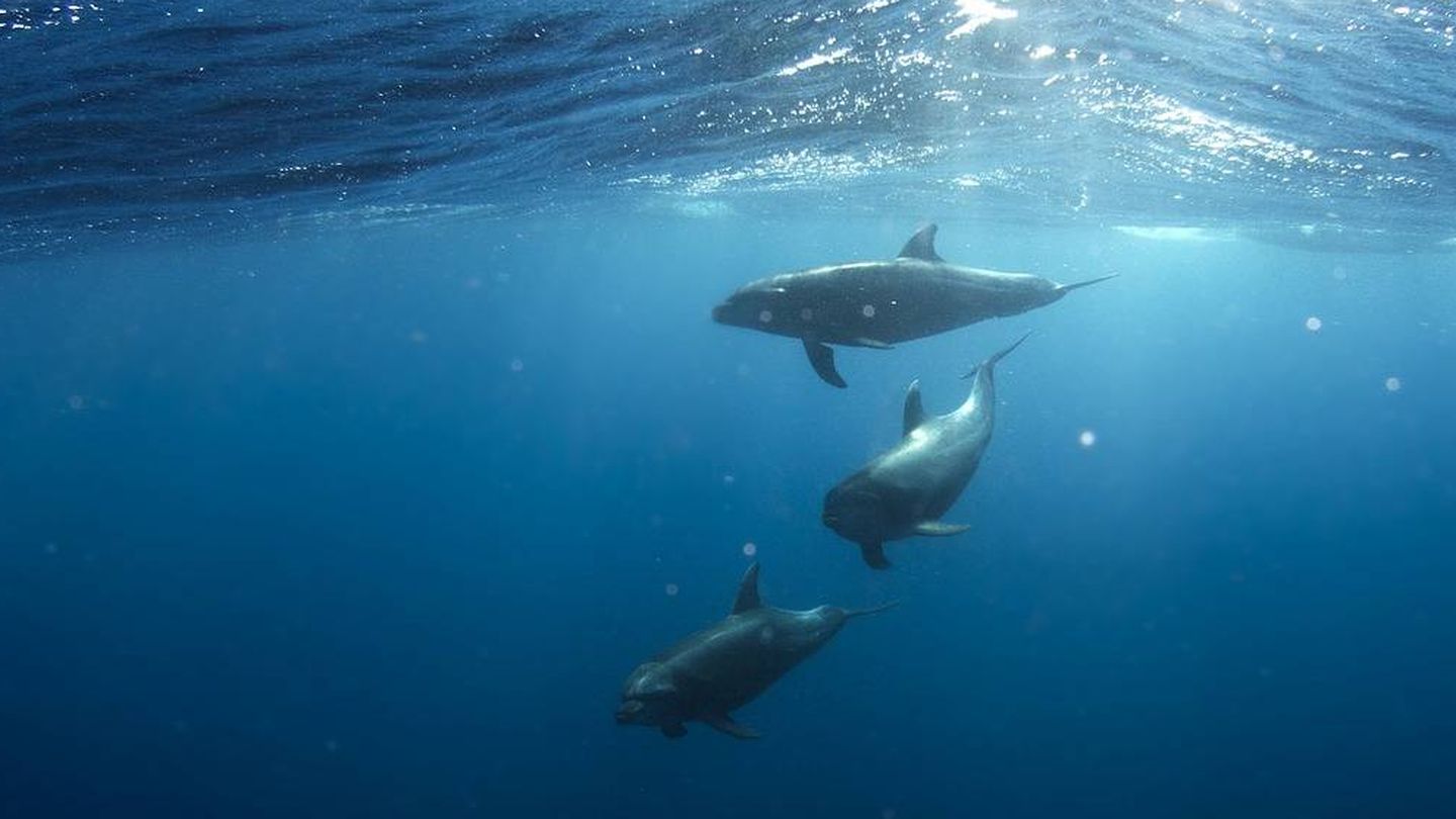 Grupo de delfines (pixabay) 