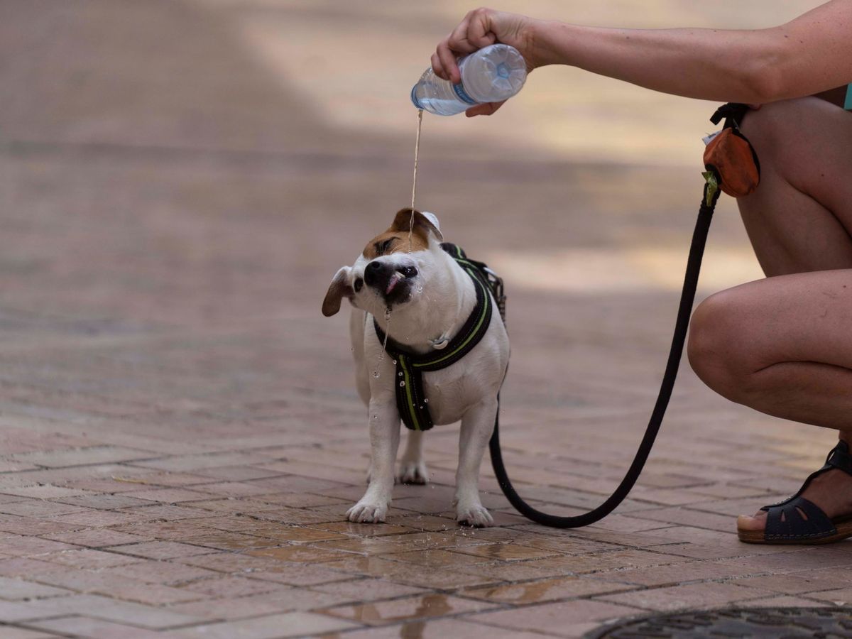 Foto: Un perro bebe agua en una calle de Córdoba para evitar un golpe de calor (EFE)