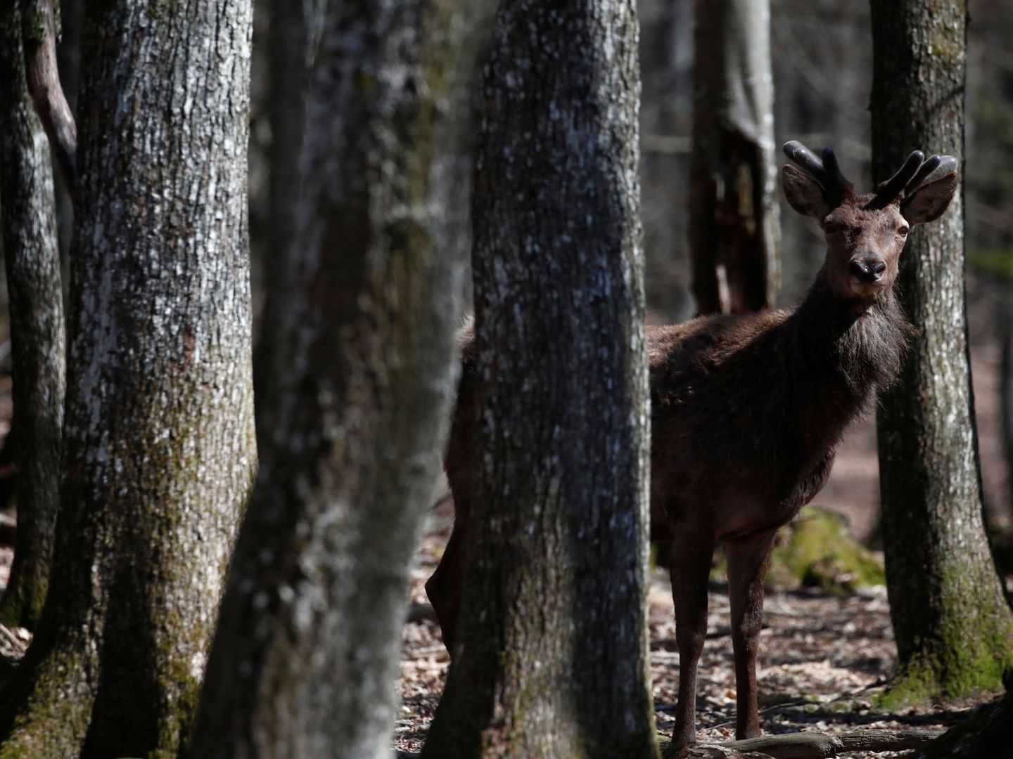 Los ciervos son uno de los mayores enemigos de 'Pando'. (Reuters/Stephane Mahe)