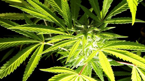 Descubiertos dos nuevos compuestos orgánicos del cannabis