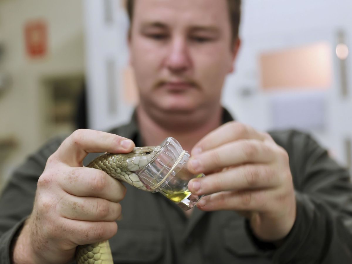 Foto: Extraen en australia veneno de una serpiente capaz de matar a 100 personas. Foto: EFE Australian Reptile Park 