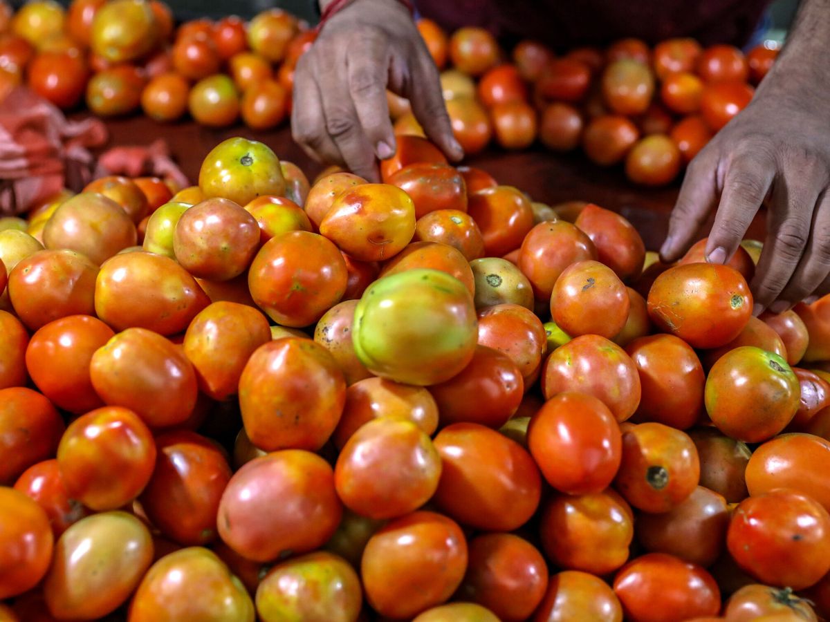 Foto: Cargamento de tomates en un mercado. (EFE/Divyakant Solanki)
