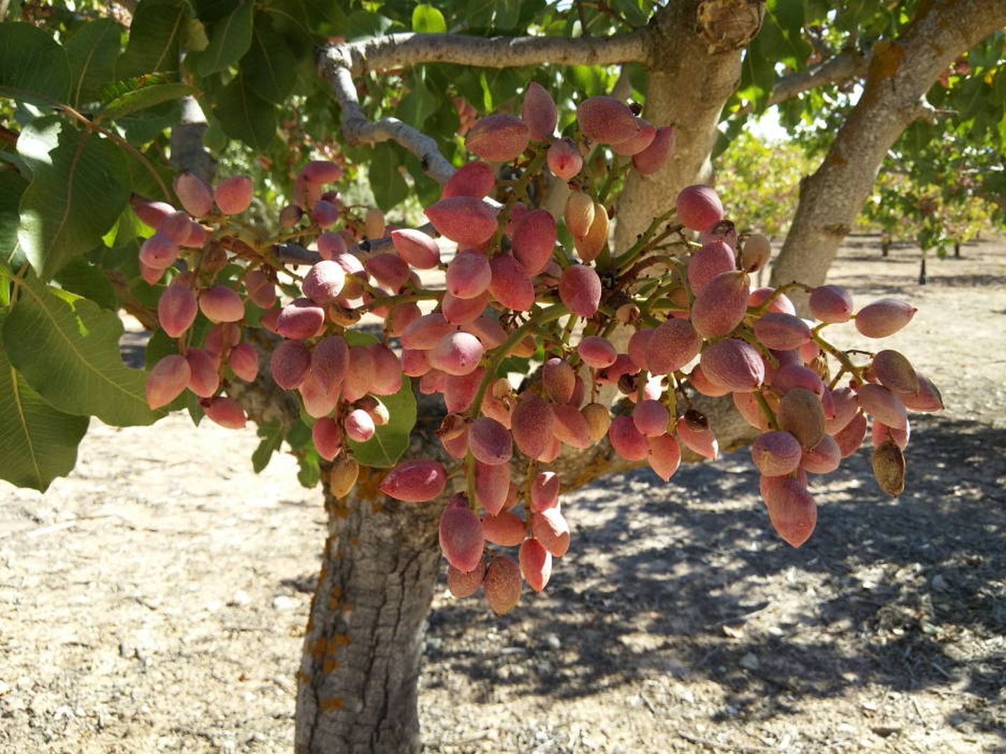 El pistachero es un árbol similar al almendro, y resiste perfectamente los climas rigurosos.