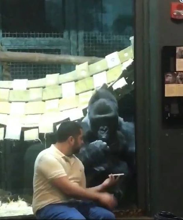 Foto: La imagen del gorila viendo las fotos. (Twitter)