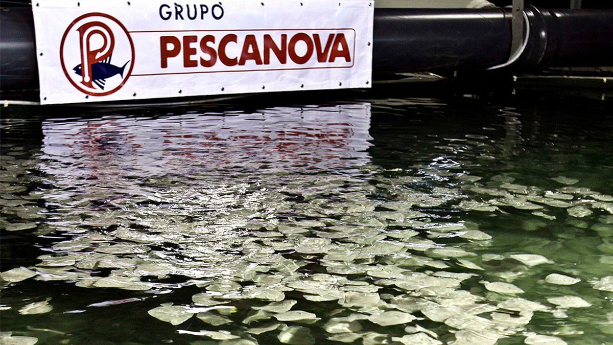 Pescanova prioriza salvar su filial en Chile para mantener el valor de todo el grupo