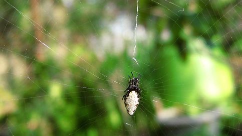 Esta araña esclava teje redes para su jefa... que es una avispa