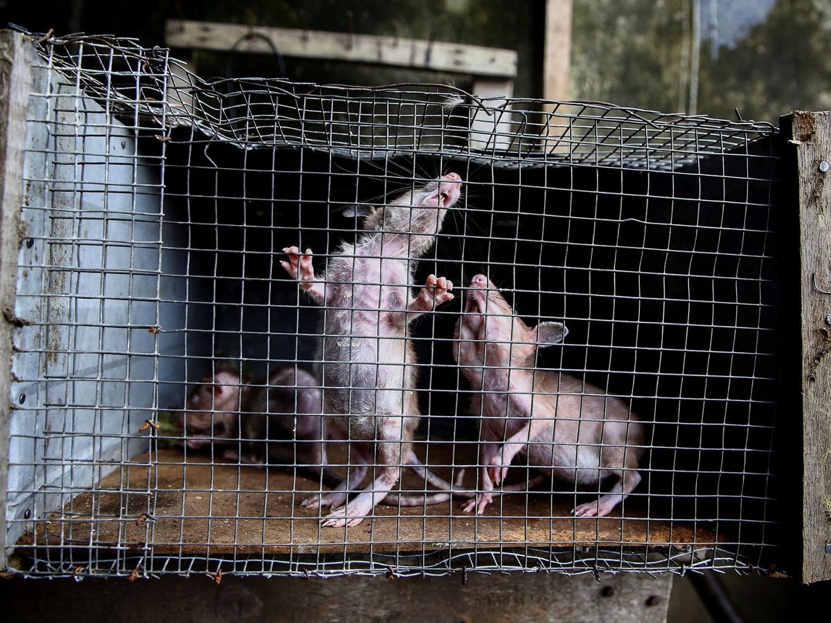 Foto: Ratas en una jaula. Foto: EFE LEGNAN KOULA