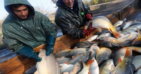 Foto: Pescadores húngaros de agua dulce clasifican el pescado (Laszlo Balogh / Reuters)