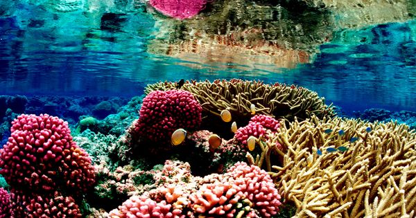 Foto: Un arrecife de coral en Hawaii. Foto: Reuters