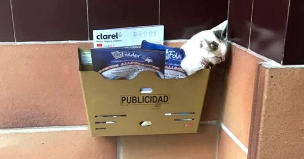 Foto: El gato apareció en el buzón de publicidad de una vivienda de Huesca (Foto: Facebook/El Arca de Santi)