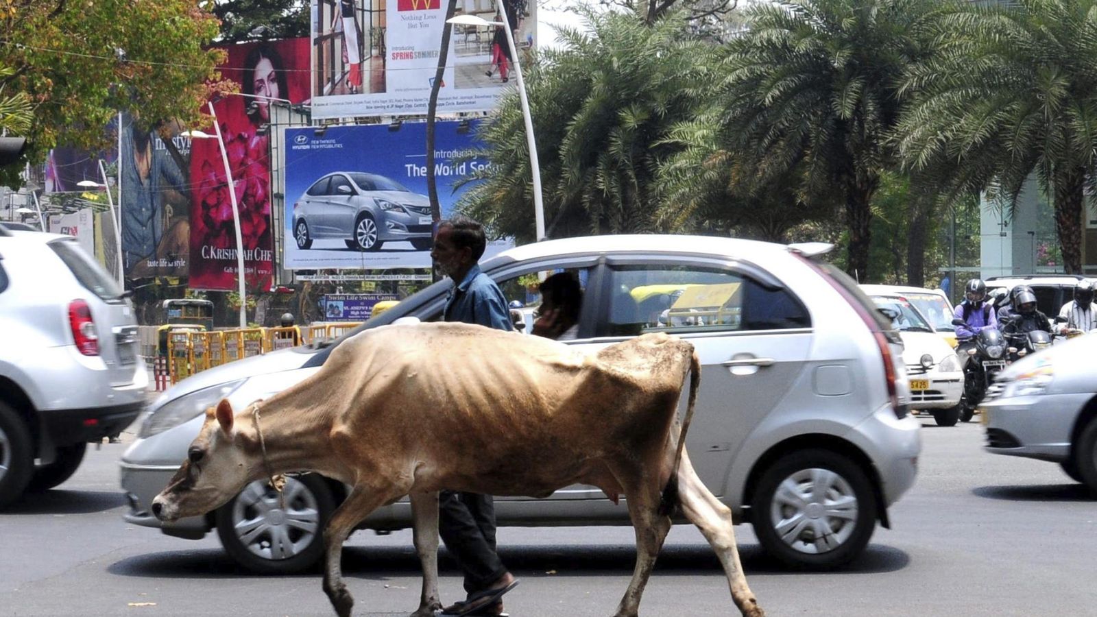 Foto: Una vaca en una calle de Bangalore (India). (EFE)
