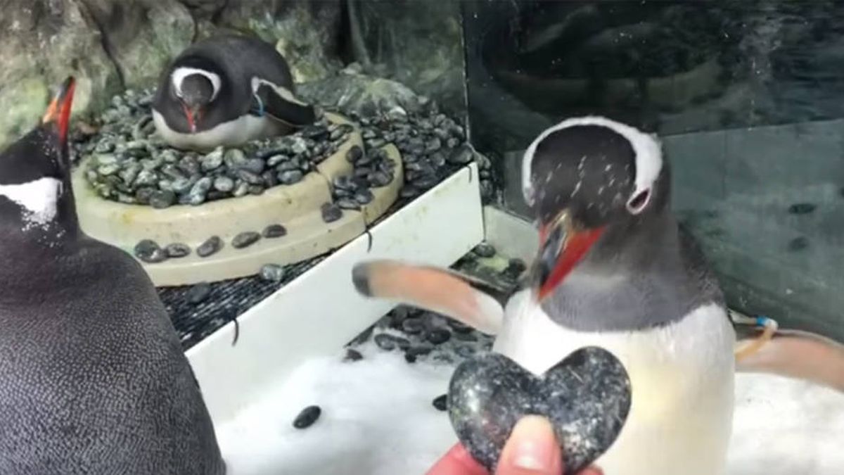 Una pareja de pingüinos del mismo sexo incuban un huevo en el acuario de Sídney